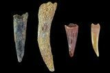 + Small Cretaceous Teeth From Kem Kem Beds Of Morocco #81589-1